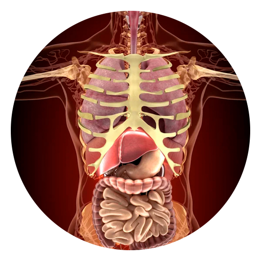 Mais tempo de ação no organismo